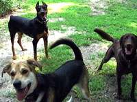 Kayne, Sammy, & Major waiting eagerly for the ball to be thrown