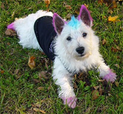 Jack all dressed up for Trick or Treating