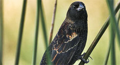 Blackbird at birdsong.com